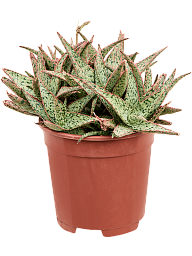 Easy-Care Green Sand Aloe 'Vito' Indoor House Plants