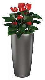 Blooming Anthurium Andraeanum in LECHUZA RONDO Self-watering Planter, Total Height 100 cm