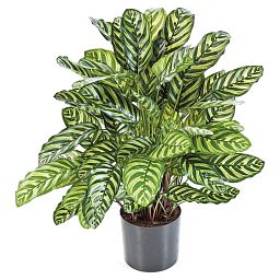 CALATHEA Artificial Flower Plant