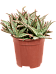 Easy-Care Green Sand Aloe 'Vito' Indoor House Plants