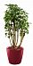 Polyscias Balfouriana in LECHUZA CLASSICO LS 43 Self-watering Planter, Total Height 160 cm