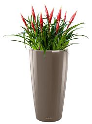 Blooming Vriesea Astrid in LECHUZA RONDO Self-watering Planter, Total Height 90 cm