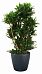 Dracaena Fragrans Compacta in LECHUZA CLASSICO Color Self-watering Planter, Total Height 110 cm
