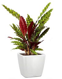 Calathea Lancifolia in LECHUZA QUADRO LS Self-watering Planter, Total Height 65 cm