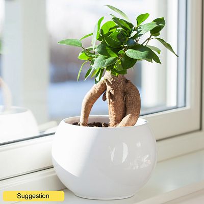 Cute Chinese Banyan Ficus microcarpa 'Ginseng' Indoor House Plants