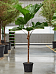 Lush Ruffled Fan Palm Licuala grandis Tall Indoor House Plants Trees