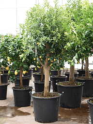Cheerful Citrus (Citrofortunella) kumquat Tall Indoor House Plants Trees