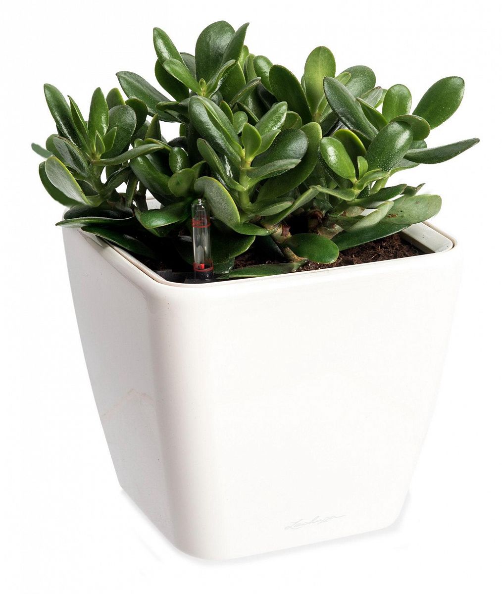 Crassula Money Tree in LECHUZA QUADRO LS Self-watering Planter, Total Height 30 cm