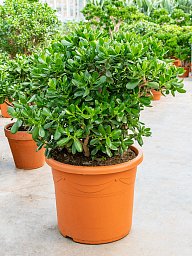 Easy-Care Jade Plant Crassula ovata Indoor House Plants