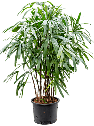Tropical Lady Palm Rhapis excelsa Indoor House Plants