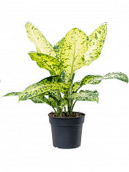 Lush Leopard Lily Dieffenbachia seguine 'Banana' Indoor House Plants
