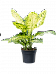 Lush Leopard Lily Dieffenbachia seguine 'Banana' Indoor House Plants