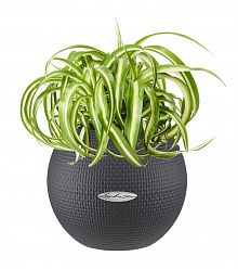 Chlorophytum Bonnie in LECHUZA-PURO Self-watering Planter, Total Height 30 cm