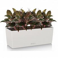 Potted House Plant Aglaonema Crete in LECHUZA BALCONERA Color Light Gr...