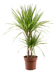 Showy Dragon Tree Dracaena marginata 'Sunray' Tall Indoor House Plants Trees