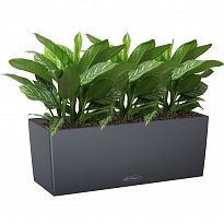 Potted House Plant Aglaonema Stripes in LECHUZA BALCONERA Color Slate ...