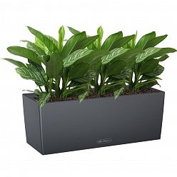 Aglaonema Stripes in LECHUZA BALCONERA Color Self-watering Planter, Total Height 45 cm