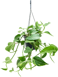 Shade-loving Pothos Scindapsus (Epipremnum) 'Aureum' Indoor House Plants
