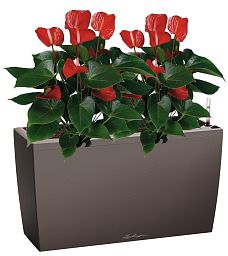 Blooming Anthurium Andraeanum Mix in LECHUZA CARARO Self-watering Planter, Total Height 80 cm