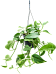 Shade-loving Pothos Scindapsus (Epipremnum) 'Aureum' Indoor House Plants