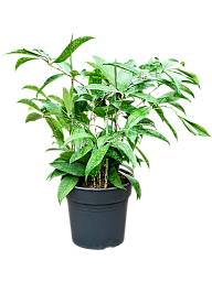 Easy-Care Spotted Gold Dust Dracaena surculosa (140-170) Indoor House Plants