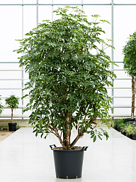 Easy-Care Umbrella Tree Schefflera arboricola 'Compacta' Tall Indoor House Plants Trees