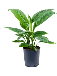 Lush Peace Lily Spathiphyllum 'Sensation' Indoor House Plants