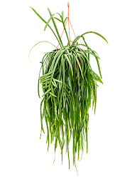 Easy-Care Forest Cactus Lepismium bolivianum Indoor House Plants