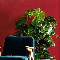 Monstera Deliciosa in LECHUZA QUADRO LS 43 Self-watering Planter, Total Height 150 cm