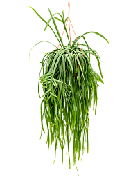 Easy-Care Forest Cactus Lepismium bolivianum Indoor House Plants