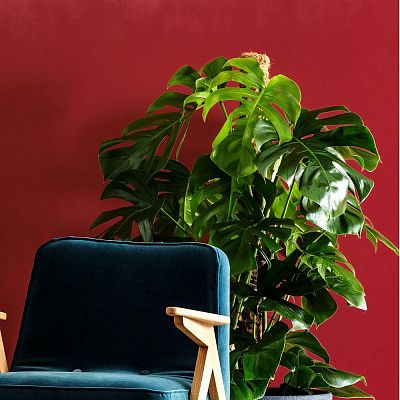 Monstera Deliciosa in LECHUZA CUBE Cottage Self-watering Planter, Total Height 160 cm