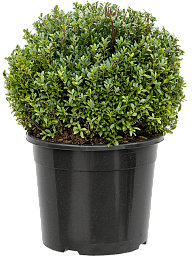 Cute Japanese Holly Ilex crenata 'Maxima'