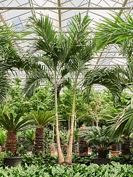 Lush Manila Palm Veitchia (Adonidia) merrillii (575-650) Indoor House Plants
