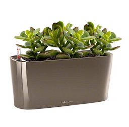 Crassula Money Tree in LECHUZA DELTA Self-watering Planter, Total Height 35 cm