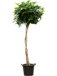 Easy-Care Umbrella Tree Schefflera arboricola 'Compacta' Tall Indoor House Plants Trees