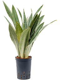 Easy-Care Snake Plant Sansevieria trifasciata 'Metallica' Indoor House Plants