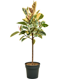 Lush Rubber Plant Ficus elastica 'Tineke' Indoor House Plants
