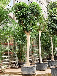 Lush Fig Tree Ficus rubiginosa 'Australis' Tall Indoor House Plants Trees