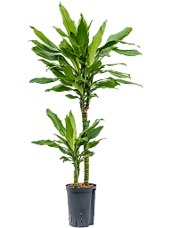 Vibrant Corn Plant Dracaena fragrans 'Burundii' Tall Indoor House Plants Trees