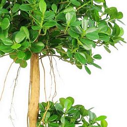 FICUS PANDA Artificial Tree Plant