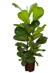 Lush Fiddle Leaf Fig Ficus lyrata Indoor House Plants