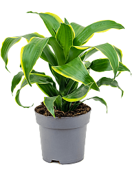 Insta-friendly Corn Plant Dracaena fragrans 'Dorado' Tall Indoor House Plants Trees