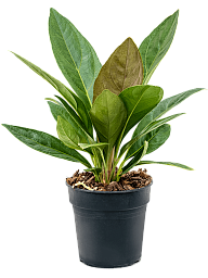 Lush Flamingo Flower Anthurium elipticum 'Jungle' hybriden Indoor House Plants