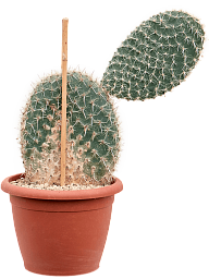 Photogenic Prickly Pear Cactus Opuntia capocentra Indoor House Plants