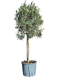 Showy Olive Olea europaea