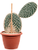 Photogenic Prickly Pear Cactus Opuntia capocentra Indoor House Plants