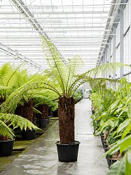 Lush Soft Tree Fern Dicksonia antarctica Tall Indoor House Plants Trees
