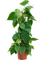 Lush Heart-Leaf Philodendron scandens Indoor House Plants W30 H(70-80)...