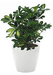 Schefflera in LECHUZA CLASSICO LS Self-watering Planter, Total Height 60 cm