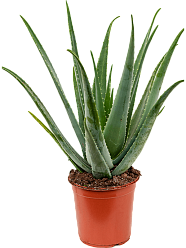 Easy-Care Medicinal Aloe vera barbadensis Indoor House Plants